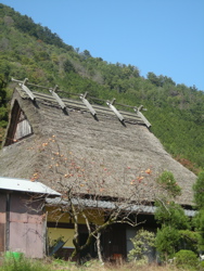 miyama_kaki.jpg