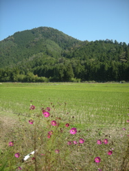 miyama_kosumosu.jpg