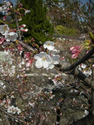 tanimoto_sakura_a.jpg