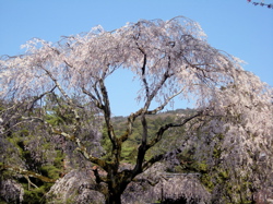 tanimoto_sakura_nanzenji.jpg