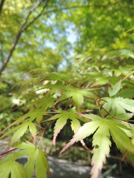 ooyamazaki_midori