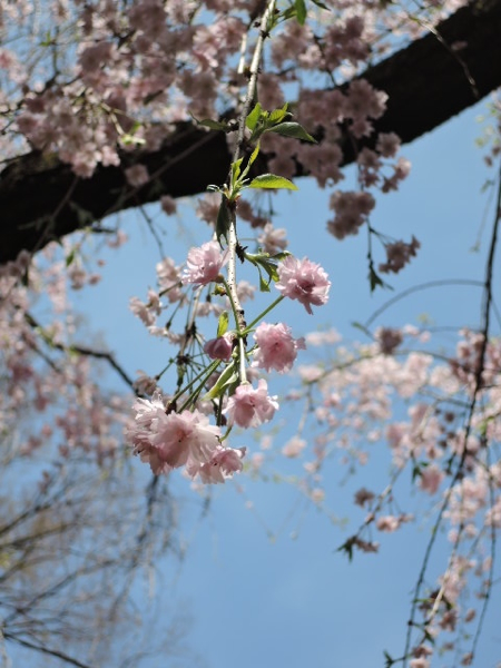 ooyamazaki_sakura